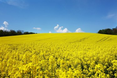 oil seed rape